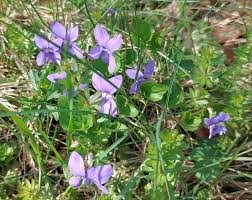 Attēlu rezultāti vaicājumam “Viola riviniana flower”