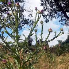 Image result for Onopordum acanthium