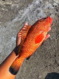 Image result for Epinephelus guttatus