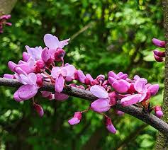 Attēlu rezultāti vaicājumam “Cercis siliquastrum”