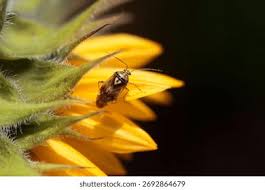 Attēlu rezultāti vaicājumam “Lygus pratensis imago”