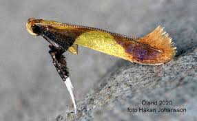 Attēlu rezultāti vaicājumam “Caloptilia alchimiella”