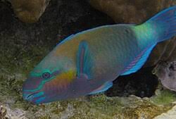 Image result for Chlorurus sordidus