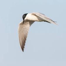 Image result for Gelochelidon nilotica