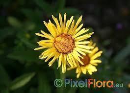 Image result for Inula hirta