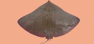 Image result for Gymnura micrura