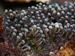 Attēlu rezultāti vaicājumam “Physarum album macro”