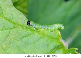 Attēlu rezultāti vaicājumam “Nematus ribesii larva”