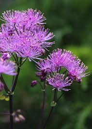 Attēlu rezultāti vaicājumam “Thalictrum aquilegifolium leaf”