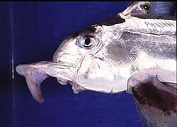 Image result for Callorhinchus capensis