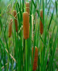 Attēlu rezultāti vaicājumam “Typha angustifolia  fruit”