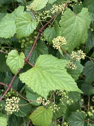 Attēlu rezultāti vaicājumam “Ampelopsis glandulosa var. brevipedunculata”