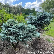 Attēlu rezultāti vaicājumam “Picea pungens”