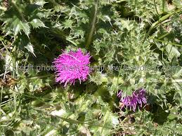 Attēlu rezultāti vaicājumam “Cirsium acaule fruit”