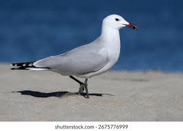Image result for Larus audouinii