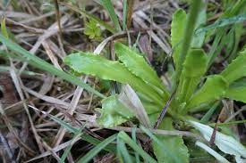Attēlu rezultāti vaicājumam “Primula farinosa bud”