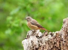 Attēlu rezultāti vaicājumam “Phoenicurus phoenicurus female”