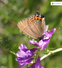 Attēlu rezultāti vaicājumam “Satyrium pruni underside”