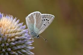 Attēlu rezultāti vaicājumam “Agrodiaetus amandus”