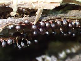 Attēlu rezultāti vaicājumam “Metatrichia floriformis macro”