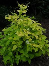 Attēlu rezultāti vaicājumam “Philadelphus coronarius leaf”