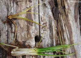 Attēlu rezultāti vaicājumam “Isoetes echinospora leaf”