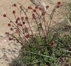 Image result for Sanguisorba minor