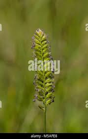 Attēlu rezultāti vaicājumam “Cynosurus cristatus flower”
