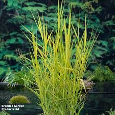 Attēlu rezultāti vaicājumam “Phragmites communis fruit”