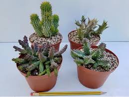 Attēlu rezultāti vaicājumam “Asclepiadaceae”