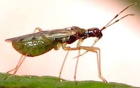 Attēlu rezultāti vaicājumam “Dicyphus sp.”