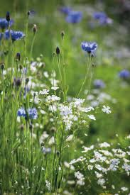 Image result for Gypsophila elegans