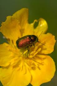 Attēlu rezultāti vaicājumam “Cryptocephalus aureolus, Cryptocephalus sericeus”