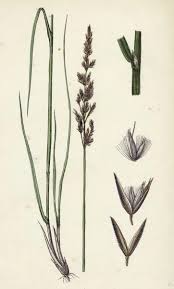 Attēlu rezultāti vaicājumam “Calamagrostis stricta”