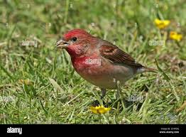 Attēlu rezultāti vaicājumam “Carpodacus erythrinus adult”