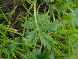 Attēlu rezultāti vaicājumam “Potentilla reptans flower”