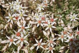 Attēlu rezultāti vaicājumam “Sedum album leaf”