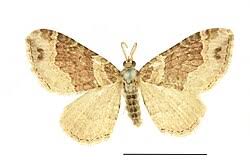 Attēlu rezultāti vaicājumam “Xanthorhoe ferrugata”