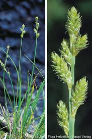 Attēlu rezultāti vaicājumam “Carex scandinavica”