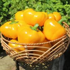 Afbeeldingsresultaat voor topepo giallo sweet pepper