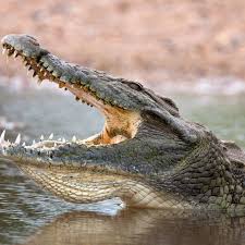 Attēlu rezultāti vaicājumam “Crocallis elinguaria imago”