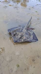 Image result for Raja montagui