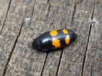 Attēlu rezultāti vaicājumam “Glischrochilus grandis”