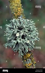 Attēlu rezultāti vaicājumam “Ramalina fastigiata”