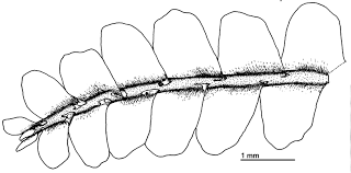 Attēlu rezultāti vaicājumam “Chiloscyphus pallescens”