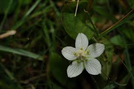 Attēlu rezultāti vaicājumam “Parnassiaceae”