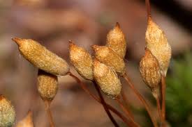 Attēlu rezultāti vaicājumam “Pogonatum nanum macro”