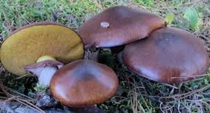 Attēlu rezultāti vaicājumam “Suillus luteus”