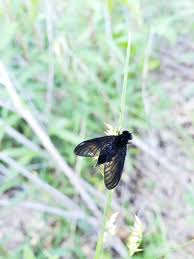 Attēlu rezultāti vaicājumam “Rhagionidae”
