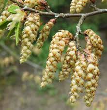 Attēlu rezultāti vaicājumam “Carpinus betulus female flower”
